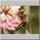 Andrena flavipes - Sandbiene w14.jpg